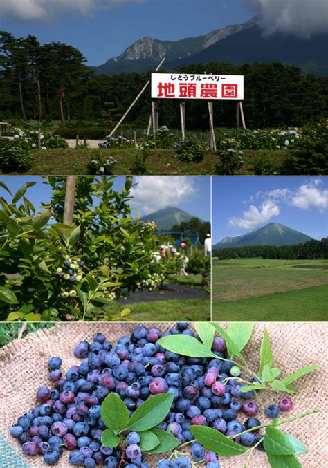 秋池農園|地頭方にある「秋池農園さん」に行ってきました！...